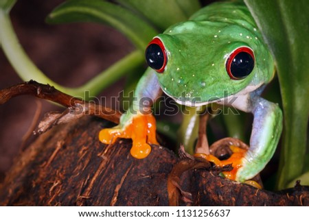 Red eyed tree frog on coconut nutshell