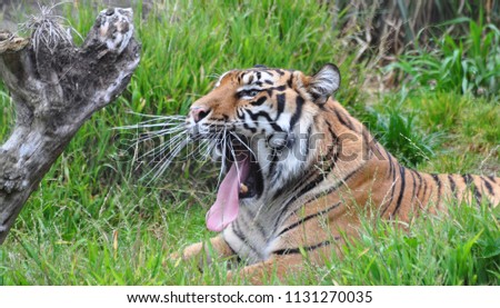Picture of Tiger yawning