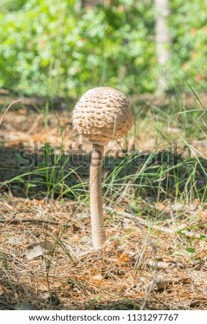 mushroom umbrella in the forest. mushroom-umbrella in the autumn forest, in a clearing in the sun. vertical photo