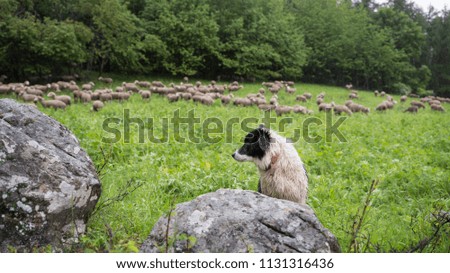 black and white sheepdog in small green grassy french haute provence forest meadow with sheep in the background