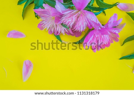 Beautiful purple peony flowers with leaves and petals on yellow background with copy space