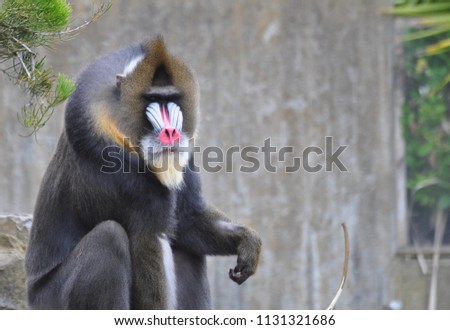 Picture of Mandrill