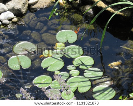 A Koi fish pond with lily pads and colorful fish swimming underneath 