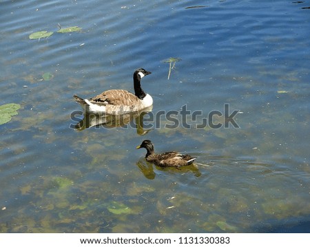 Goose and duck swimming on a very sunny hot day