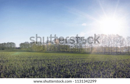 Landscape is summer. Green trees and grass in a countryside landscape. Nature summer day. Leaves on bushes.
