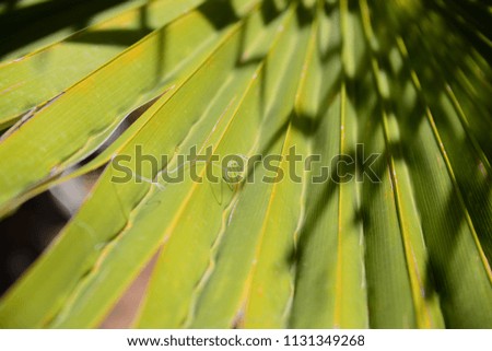 In the jungle, palm leaves, Costa Blanca, Spain