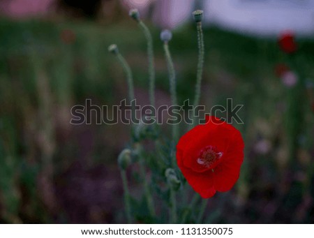 Red poppy on a pastel background                               