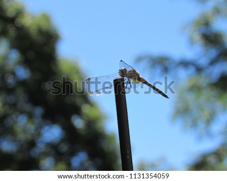 A blue dasher dragonfly (Pachydiplax longipennis) perched on a pole with trees and sky in the background 