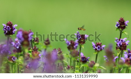 Moody photo. A syrphid hovering above a blooming meadow full of prunellas on a neutral green background. Hoverfly and Common self-heal, Syrphydae, Prunella vulgaris. Royalty-Free Stock Photo #1131359990