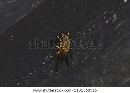 Horse fly - Tabanus bovinus - with green eyes on a wood in cloese up view