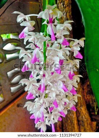 This is the orchids the farmer keep in temperature control house. in Buriram, Thailand.