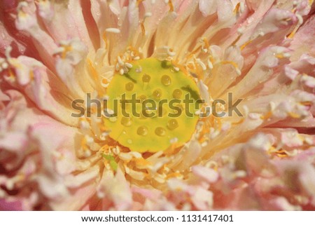 Close up lotus flower