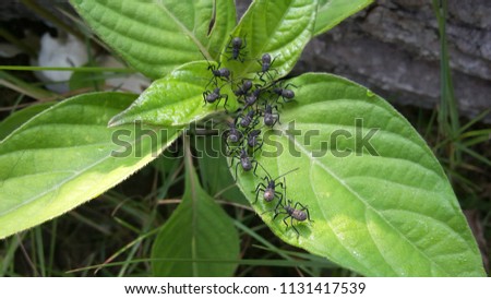 Leaf-footed Bug  nymphs (Coreidae) on the green leaf.