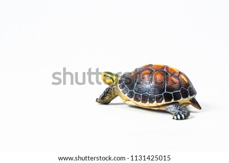 turtle on white background .