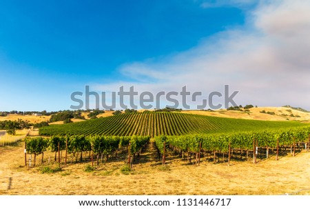 Green vinyards are on a long hillside. Brown fields are above, to the side  and front of the vineyards. A blue sky with a large cloud full of smoke is in the background. Photo is horizontal.