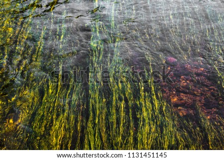 Art picture of Underwater plants ,green river weed in red rock bottom river , Wisconsin Wolf River