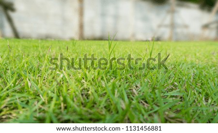 green grass lawn court in the garden view