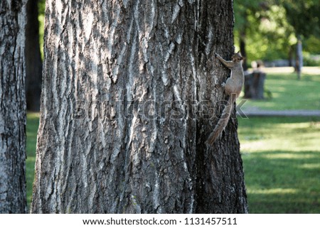 Squirrel grabbing onto the side of a tree in a park on a sunny day.