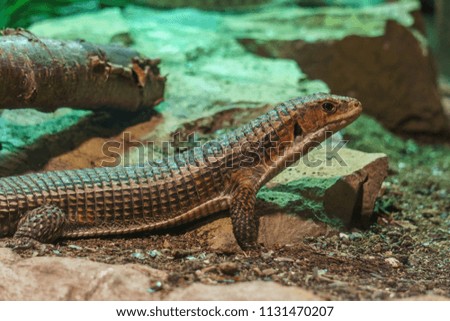 Sudan Plated Lizard in terrarium on green background.