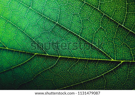 Macro Green Leaf Pattern In the tropical garden  for texture background.
