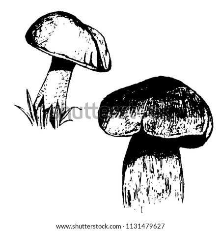 Vector illustration of mushrooms hand-drawn black and white