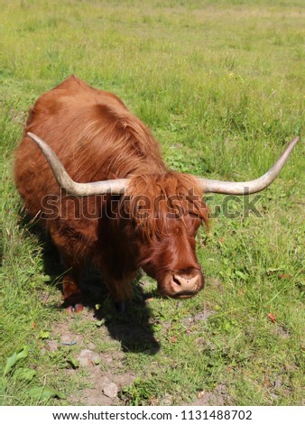 Highland cow grazing on pasture in Scotland. Highland cattle are a Scottish cattle breed