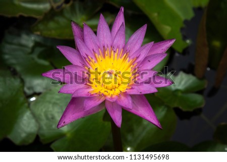 Lotus (species of Nymphaea) is the one of Buddhist symbol. Buddhism in Thailand use this flower for religion ceremony on Buddhist holidays. Violet lotus isolate from the background.