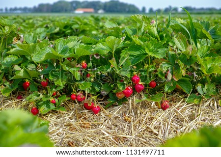 New harvest of sweet fresh outdoor red strawberry, growing outside in soil, rows with ripe tasty strawberries Royalty-Free Stock Photo #1131497711