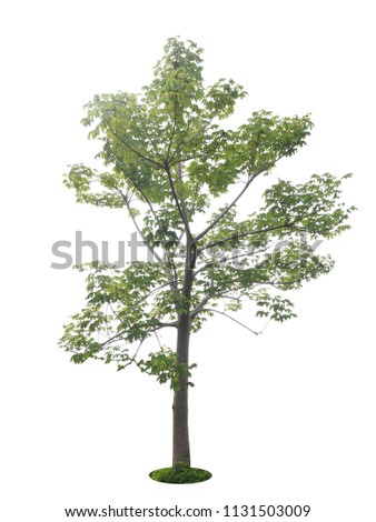 tree dicut at isolated on white background Royalty-Free Stock Photo #1131503009