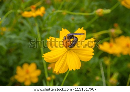 Insects on Sulfur Yellow Cosmos in the garden
