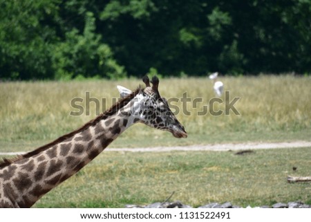 A Giraffe eating.
