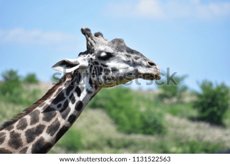 A Giraffe eating.