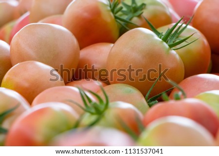 Landscape with a large amount of tomatoes after harvest