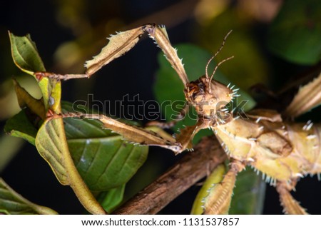 big stick-insect close up, head with thorns on  the background of green leaves