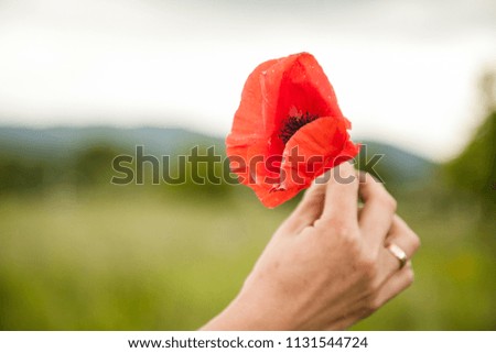 Poppy in the hand of girl