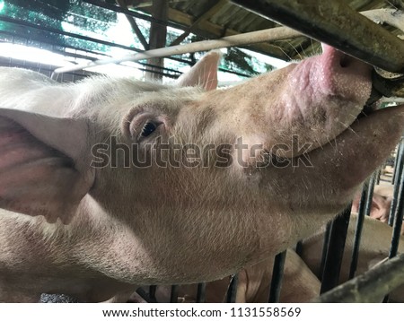 Pigs are sucking water from Nipple.In a large pig farm Royalty-Free Stock Photo #1131558569