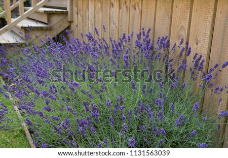 Lavender (Lavandula 'Hidecote') in a Country Cottage Garden in Rural DEvon, England, UK