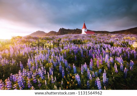 Blooming lupine flowers near Vikurkirkja church. Location place Vik i Myrdal village, Iceland, Europe. Scenic image of popular tourist destination. Inspirational nature. Discover the beauty of earth.
