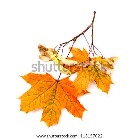 Maple branch with seeds and leaves on a white background