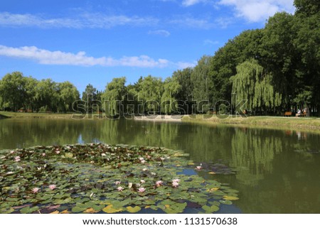 City public park pond in summer. Scenic view of park pond with water lilies.