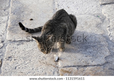 A hungry cat eats fish in the port of Croatia