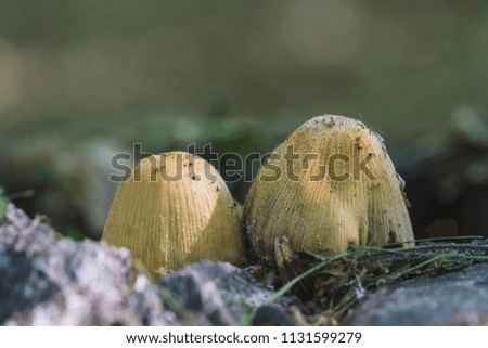 group of mushrooms growing in a tree stump