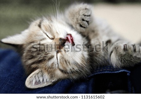 Little cute striped gray kitten with open mouth, white teeth, long mustache sleeps sweetly up white legs.
