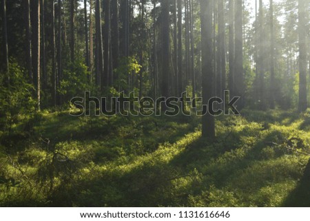 Sun breaking through trees in the forest