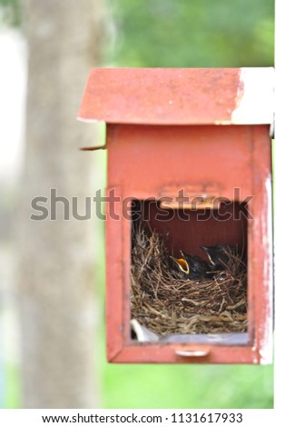 Two little black oriental magpie robin birds lay down on small cozy brown wood nest in old rusty red mailbox hanging on white wall in front of a house waiting for their parent to feed food. Vertical
