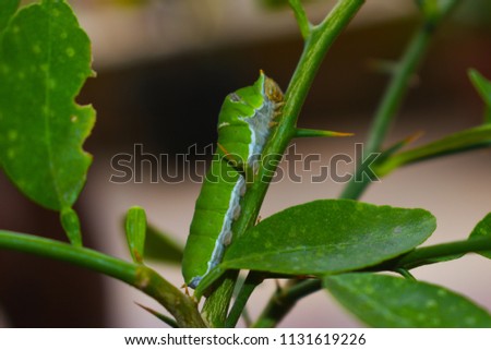 Green butterfly worm on the lemon plant royalty free stock background images