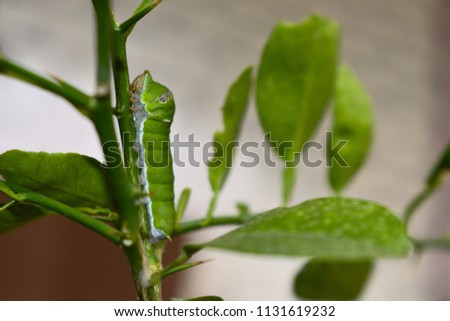 Green butterfly worm on the lemon plant royalty free stock background images