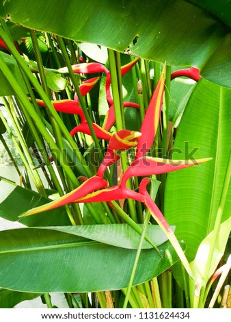 Heliconia in the garden.
