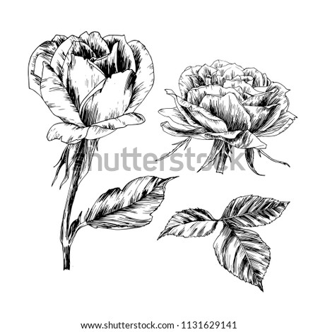 Roses vector set