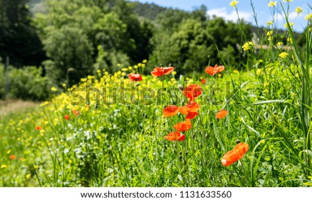 the poppies in the countryside in summer